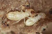 Control Service for Termites